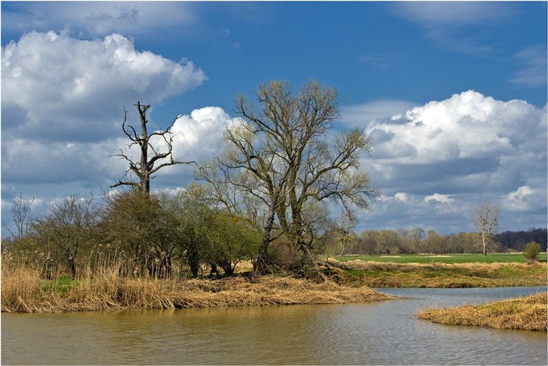 Flussauenlandschaft mit Bäumen, weiten Wiesen und Schilfrohr