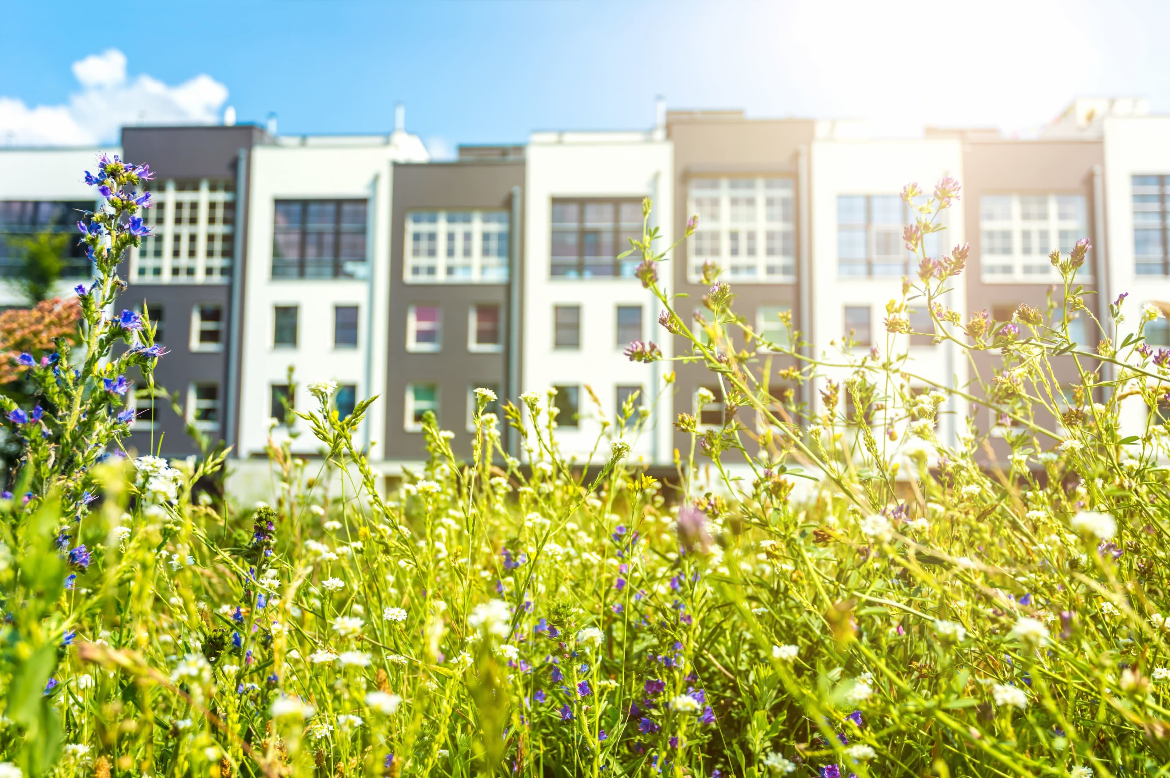 Naturnahe Blühstreifen vor einer Reihe von Gebäuden