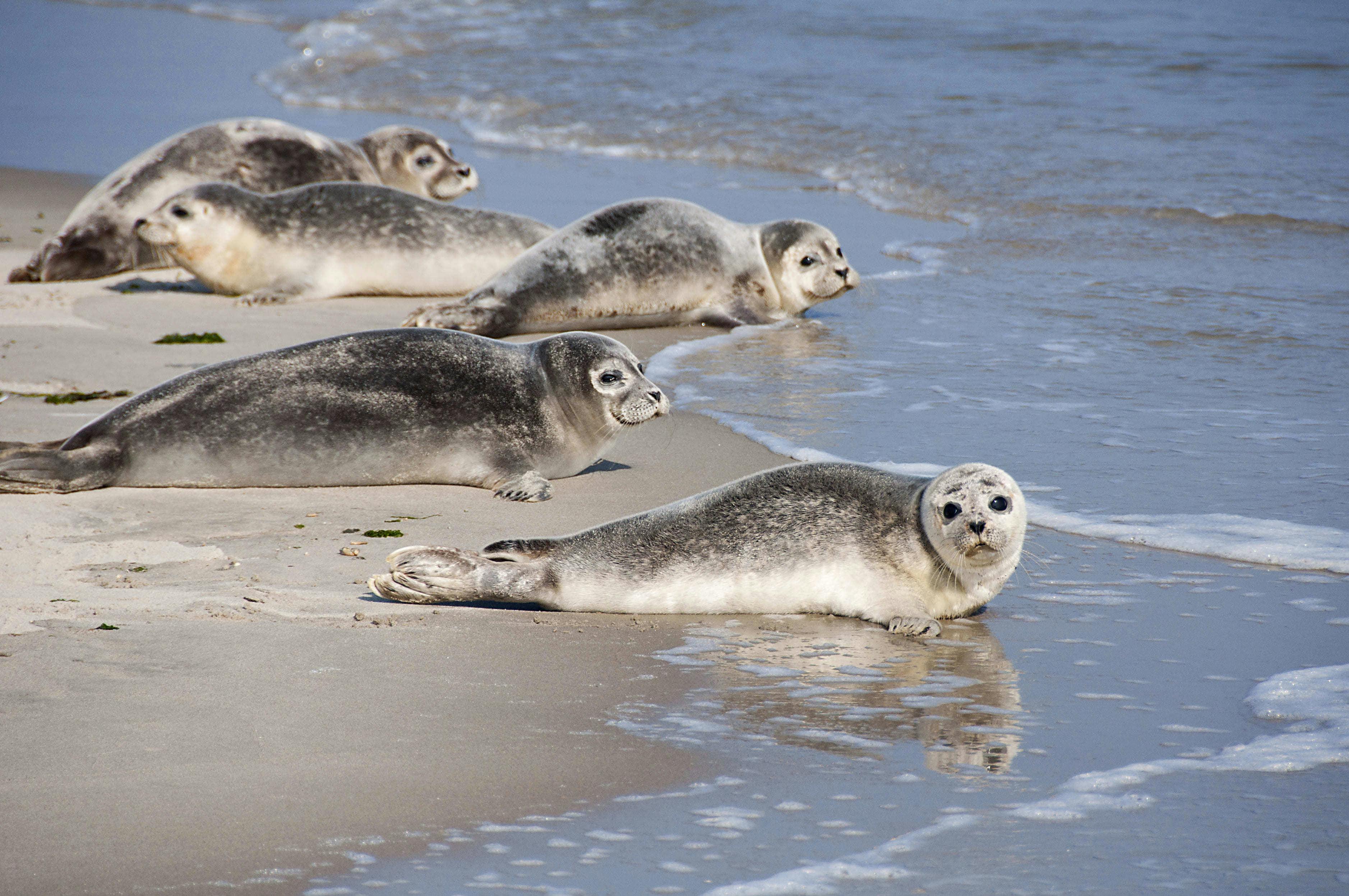 Fünf Seehunde liegen an der Küste des Wattenmeers
