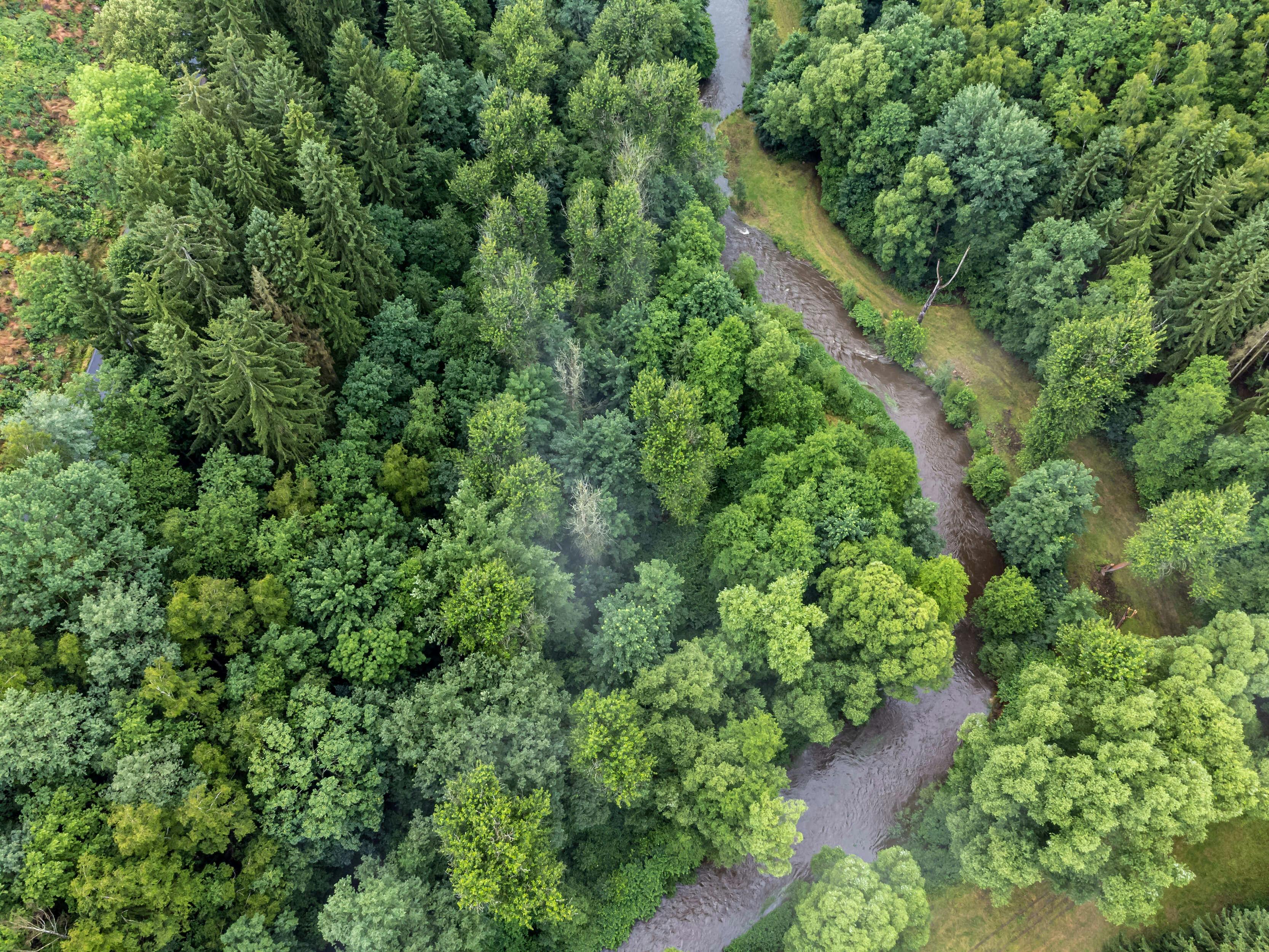 Luftaufnahme eines Flusses, der schlängelnd durch einen Wald fließt
