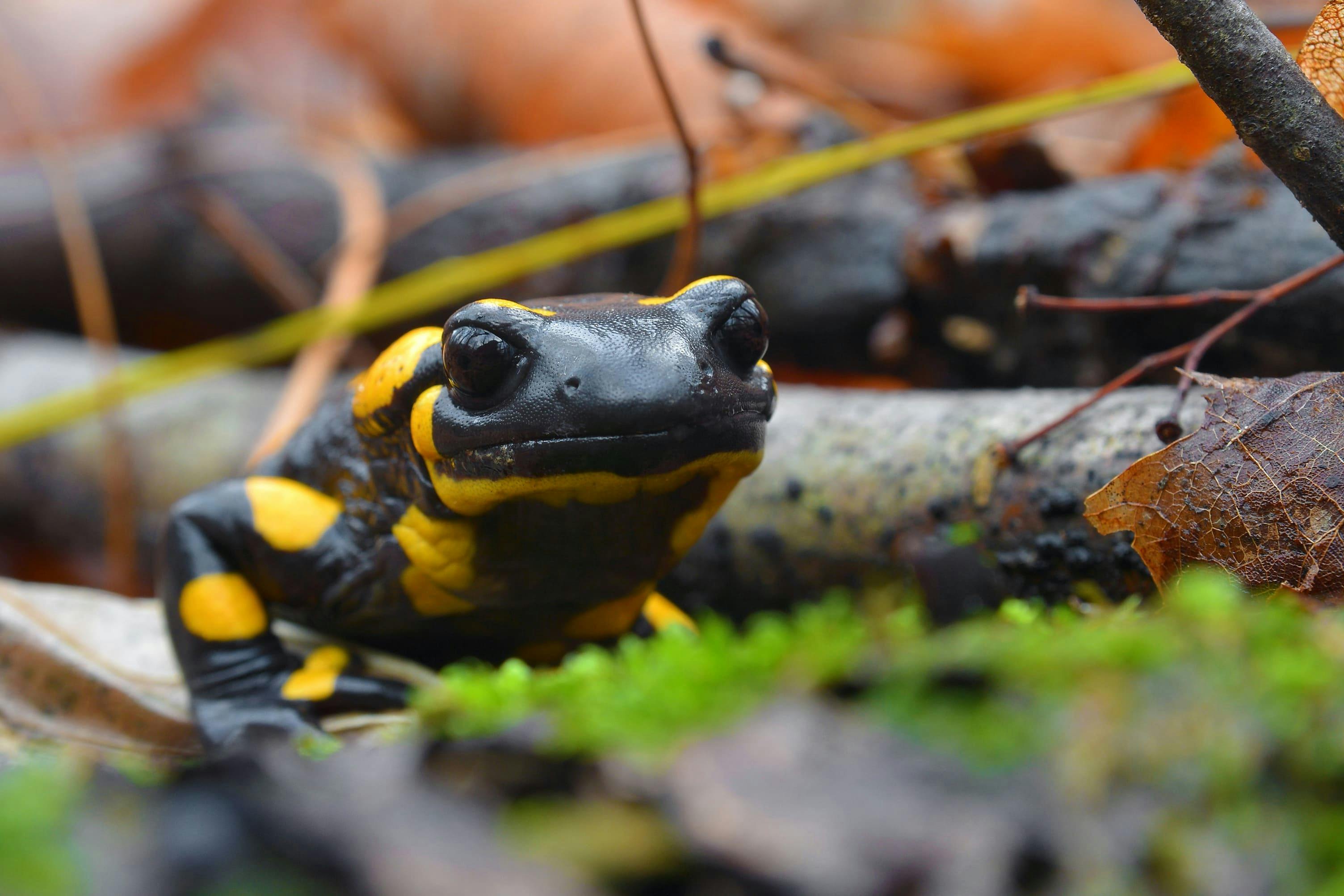 Ein Feuer-Salamander zwischen Ästen auf einem vermoosten Waldboden