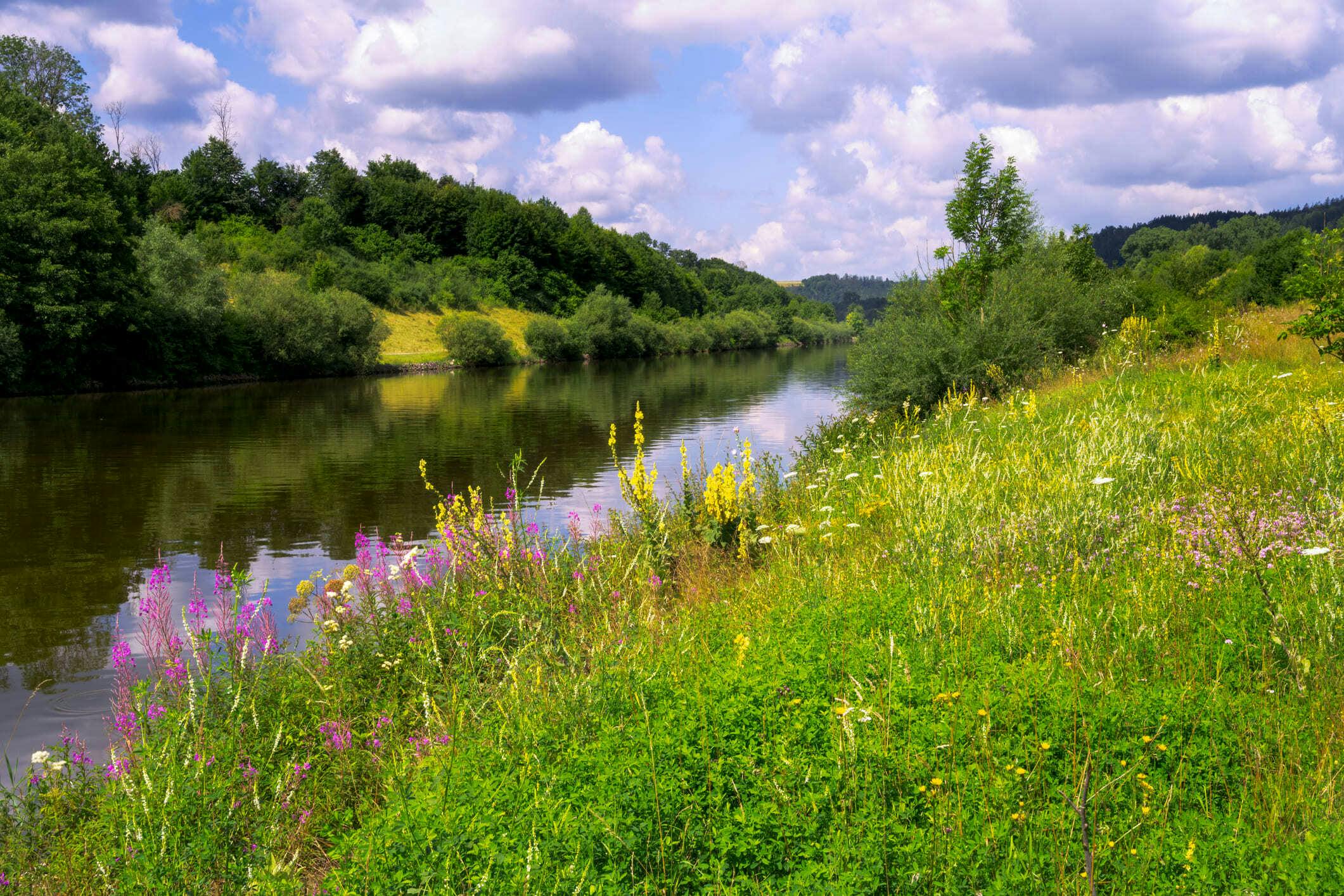 Blumenwiese vor einem Fluss, im Hintergrund Wälder